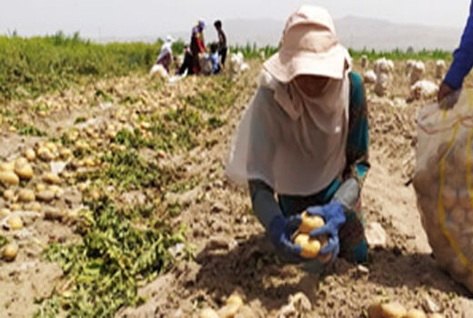 آغاز برداشت سیب زمینی در شهرستان حاجی آباد