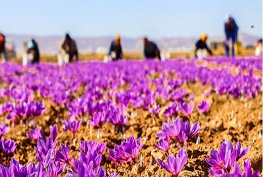 زعفران و گیاهان دارویی رویکرد جدید کشت در اصفهان