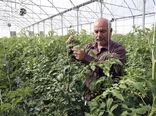 گیلان استان پیشرو در تولیدات گلخانه ای کشور