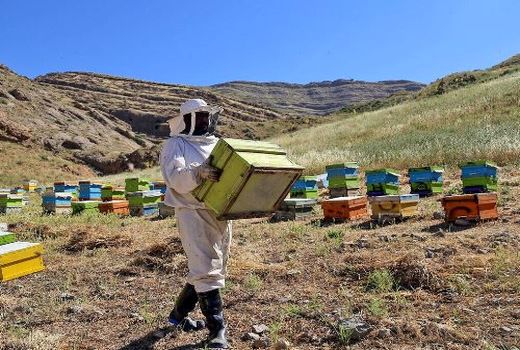 کرونا ۳۸۴.۱ میلیارد تومان به کشاورزی بوشهر خسارت وارد کرد