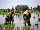میزان کشت برنج تحت تاثیر کم آبی شدید قرار نگرفته است