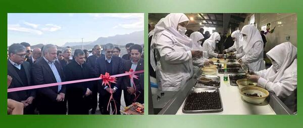 افتتاح کارخانه بسته بندی و فرآوری خرما در سیستان وبلوچستان