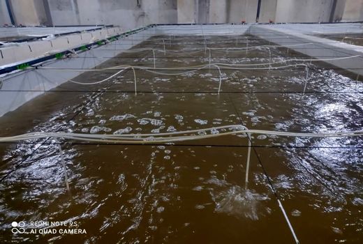 ذخیره‌سازی بیش از 144 میلیون قطعه پست لارو میگو در مزارع پرورشی شهرستان تنگستان