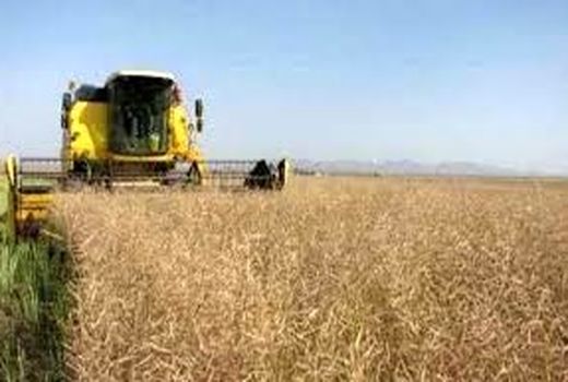 پیش‌بینی افزایش 40درصدی تولید کلزا در فارس