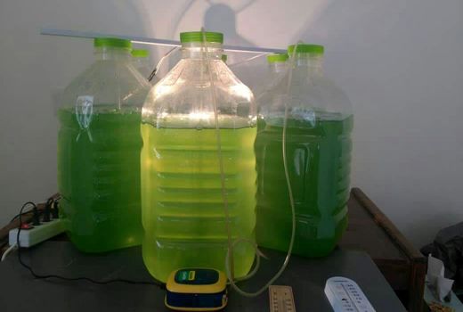 برگزاری کارگاه آموزشی پرورش جلبک اسپرولینا در شهرستان کیار 