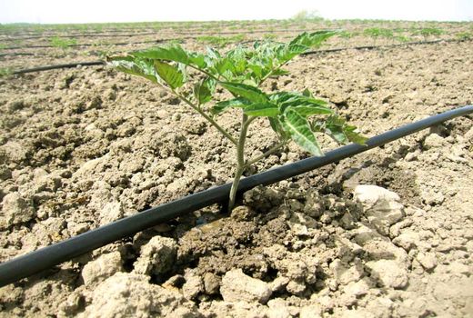 کشت گوجه فرنگی در بیضا آغاز شد