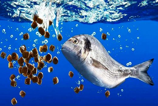 رشد 900 درصدی صادرات خوراک آبزیان از استان چهارمحال و بختیاری به خارج از کشور 