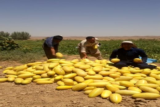 خربزه های زرین دشت در میادین فارس 