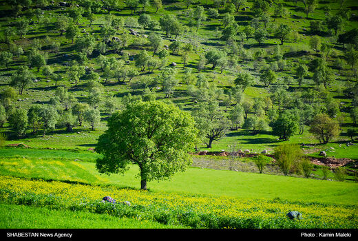 کشت آتریپلکس در مساحتی بالغ بر ۱۰۰ هکتار از اراضی ملی کبودرآهنگ