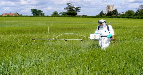 مشاهده بیماری‌های قارچی در گندمزارهای شیروان