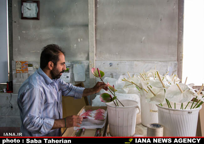 آنتوریوم صادراتی