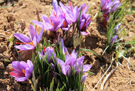 آغاز برداشت طلای سرخ در چهارمحال و بختیاری