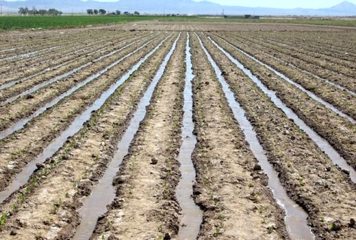 بیش ازیک هزارهکتار اراضی کشاورزی سرپل‌ذهاب زیرکشت چغندرقند رفت