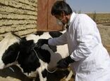 کارگاه‌های آموزشی در رابطه با بیماری لمپی اسکین و تب کریمه کنگو در شهرستان سیرجان برگزار شد