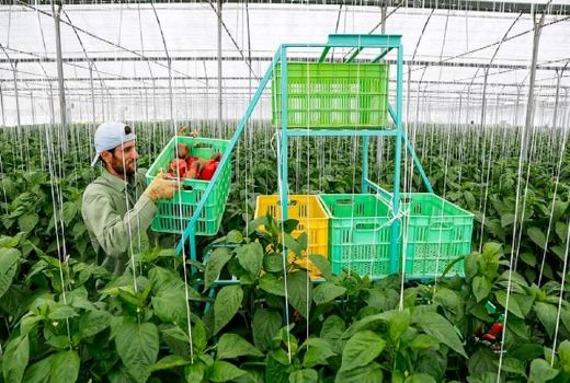 تولید روزانه ۷۵ تن فلفل دلمه‌ای در شهرضا استان اصفهان