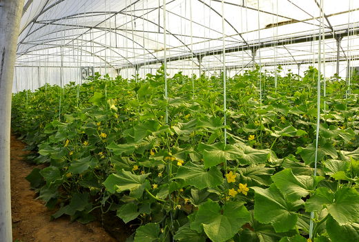 26 هکتار سطح زیرکشت گلخانه‌ای در شهرستان سیرجان 