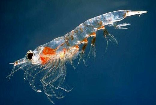 ۱۰ هزار جفت مولد میگوی سفید غربی در بوشهر تولید می‌شود 