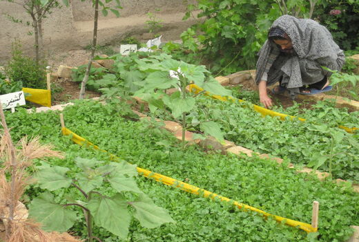 زنان روستایی شهرستان البرز با کشت صحیح سبزیجات در باغچه‌های خانگی آشنا شدند
