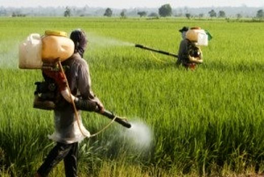 یک علف‌کش و یک قارچ‌کش جدید در سازمان حفظ نباتات کشور ثبت شد