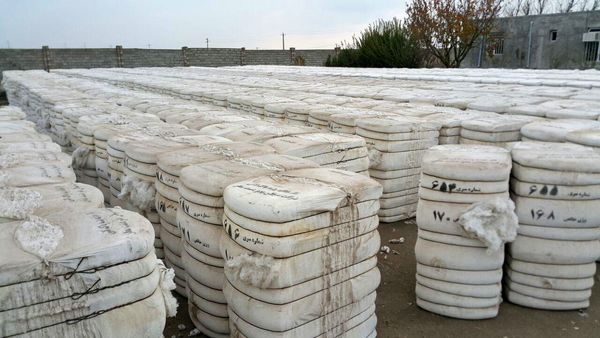 پیش بینی می‌شود 12 هزار تن وش پنبه برداشت کنیم 