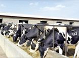 افزایش ۲۷.۳ درصدی تورم فصلی گاوداری‌های صنعتی در پاییز ۱۴۰۴