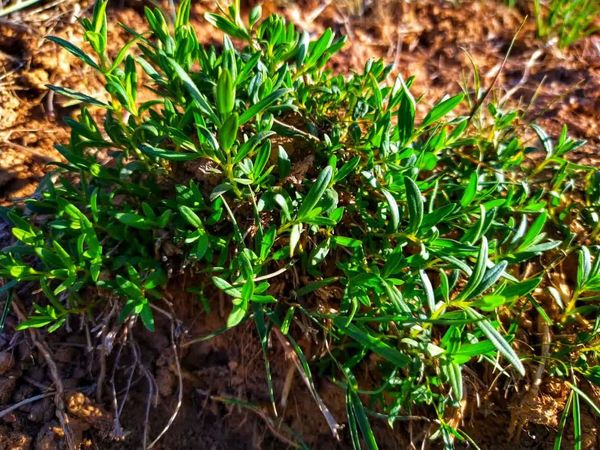  آویشن، از پر مصرف ترین گیاهان دارویی در چهارمحال و بختیاری است