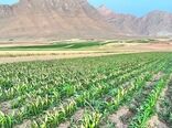 سرمازدگی محصولات کشاورزی در تیرماه