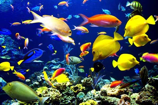 تولید ۵۵۰ هزار قطعه ماهی زینتی در آکواریوم‌های خراسان جنوبی 
