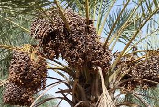 راهکارهای مقابله با خشکیدگی خوشه خرما در خرمشهر