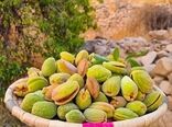 پیش‌بینی تولید بیش از ۱۰۰ تن بادام در کوهچنار