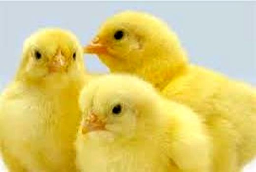 تولید 17 میلیون جوجه یکروزه در بابل