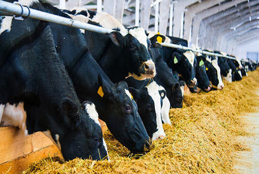 نقش مؤثر طعم‌دهنده‌ها در بهبود عملکرد دام‌های نشخوارکننده