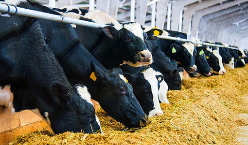 نقش مؤثر طعم‌دهنده‌ها در بهبود عملکرد دام‌های نشخوارکننده