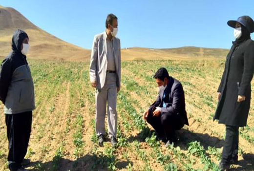 کشت 83 هکتار کلزا در شهرستان هشترود 