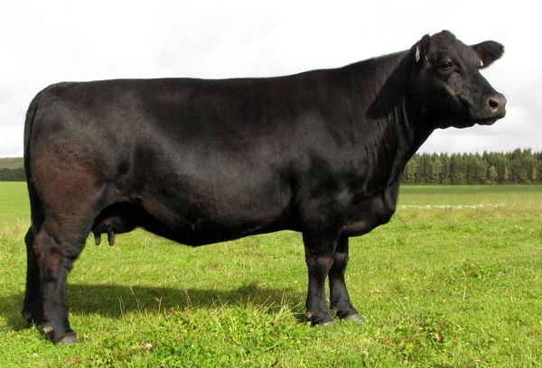 گوساله‌هایی که انکار می‌شوند