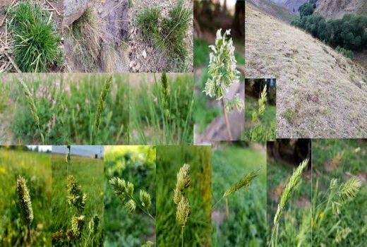 گراس‌های علوفه‌ای مقاوم با نیاز آبی 350 میلی‌متر تولید شد/ نتیجه 20 سال پژوهش