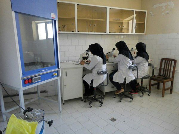 زنبور براکون وتریکو گراما در 450 هکتار از مزارع گوجه فرنگی شهرستان میاندوآب رهاسازی شد