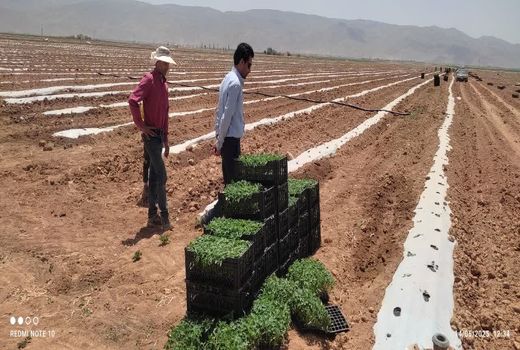 پیش بینی کشت 2 هزار و 500 هکتار گوجه فرنگی در اقلید