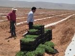 پیش بینی کشت 2 هزار و 500 هکتار گوجه فرنگی در اقلید