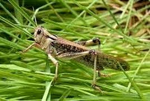 فعالیت اکیپ های پایش ملخ صحرایی در خرمشهر