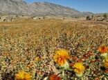 درخشش مزرعه گلرنگ در"دوتوترک" فیروزآباد؛ ۵۰ تن محصول با کیفیت در آستانه برداشت