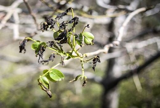 خسارت به باغات و مزارع شهرستان سیرجان بر اثر سرمازدگی مهر ماه