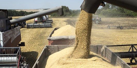 توزیع ماهانه 36 هزار تن گندم در بین کارخانجات آرد آذربایجان غربی