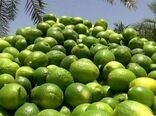 تولید سالانه بیش از ۱۵۰ هزار تن لیموترش در جهرم