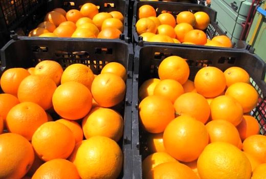 توزیع ۵۳۰ تن سیب و پرتقال شب عید در چهارمحال و بختیاری