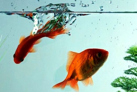 توصیه‌های دامپزشکی برای خرید ماهی قرمز شب عید