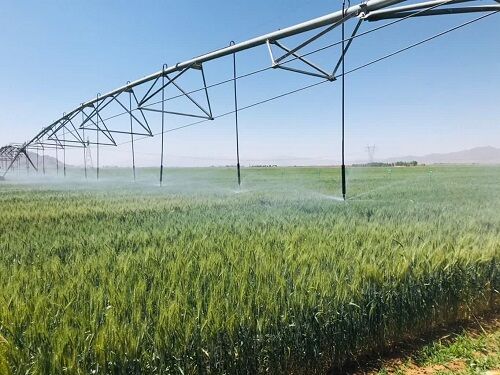 طرح گندم بنیان در مزارع اقلید توسعه می یابد