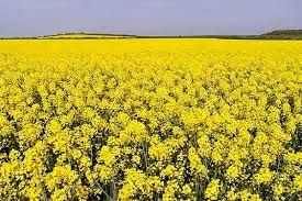 برداشت ۱۰ تن کلزا در شهرستان دهلران