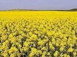برداشت ۱۰ تن کلزا در شهرستان دهلران