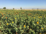 پژوهشگران آذربایجان شرقی دو رقم جدید گلرنگ پرمحصول و باکیفیت را معرفی کردند